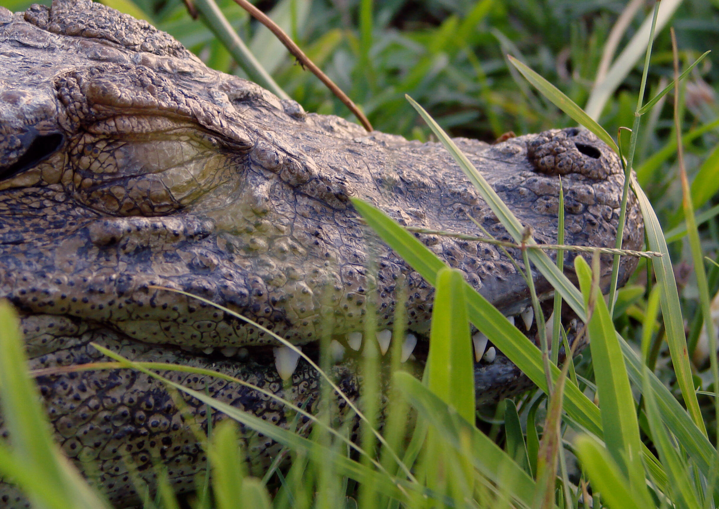 Naturaleza, fauna y flora
